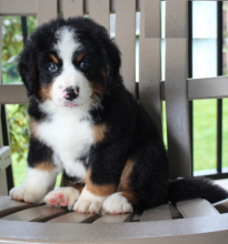 Healthy Bernese Mountain Puppies