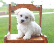 Healthy Bichon Frise Puppies