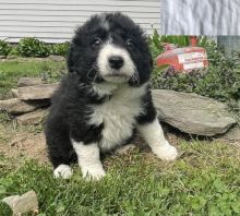 Healthy Border Collie Puppies