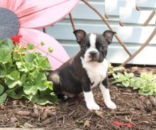 Healthy Boston Terrier Puppies