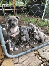 Lovely Cute Blue Nose Pitbull Puppies For Adoption