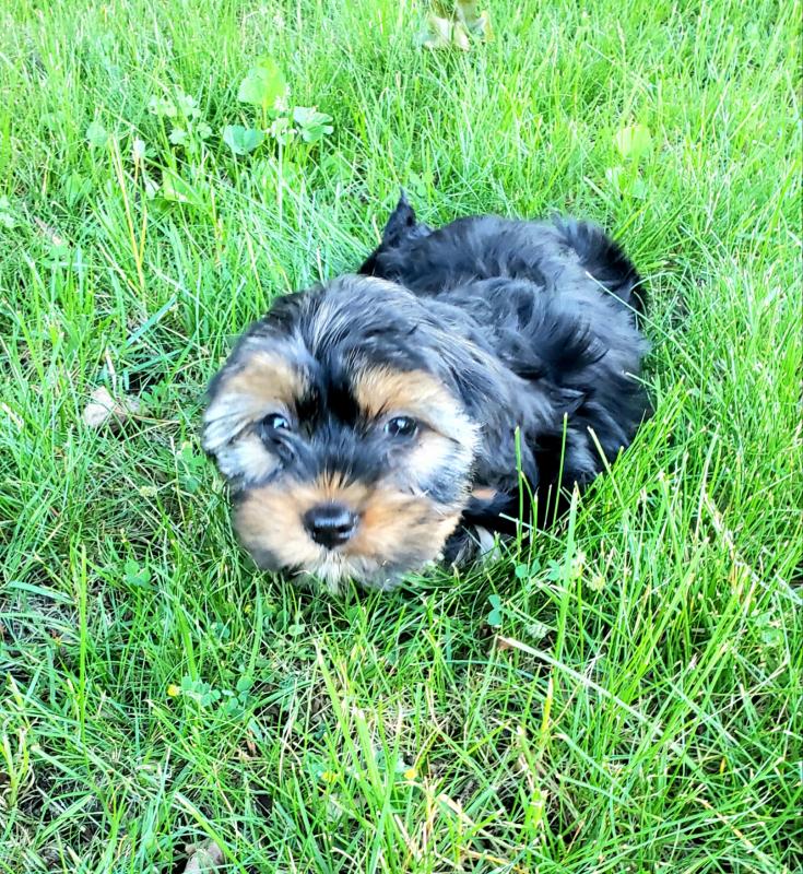 Adorable teacup Yorkies Image eClassifieds4u