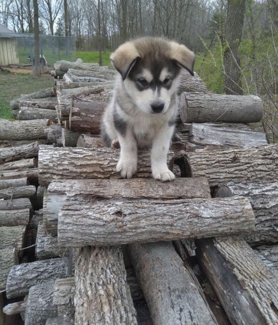 Alaskan Malamute Puppies Image eClassifieds4u