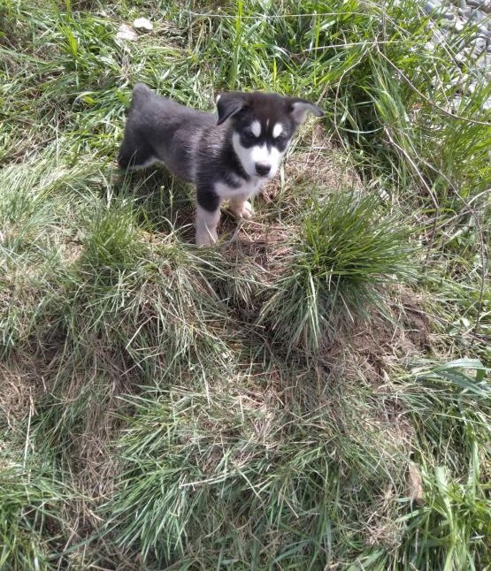 Alaskan Malamute Puppies Available Image eClassifieds4u