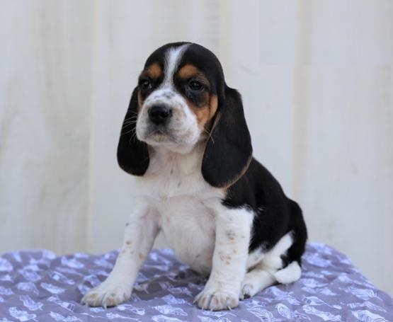 Beagle Puppies Available Image eClassifieds4u
