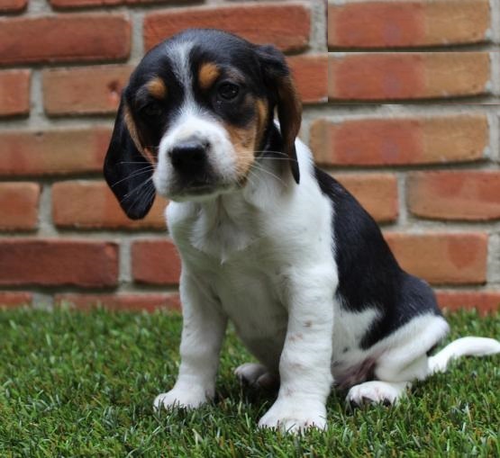 Beagle Puppies For Adoption Image eClassifieds4u