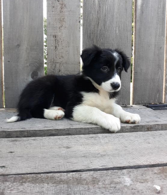 Border Collie Puppies For Adoption Image eClassifieds4u