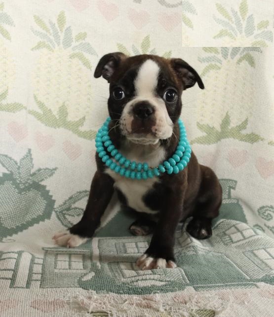 Boston Terrier Puppies Available Image eClassifieds4u