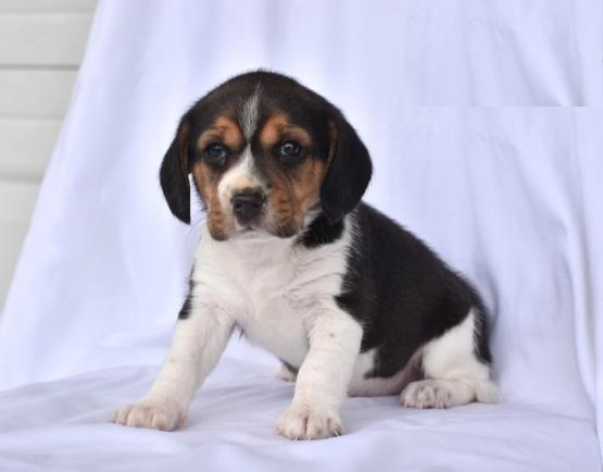 CKC Beagles Image eClassifieds4u