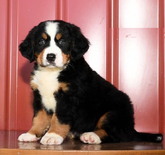CKC Bernese Mountain Dog Image eClassifieds4u