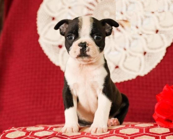 CKC Boston Terriers Image eClassifieds4u