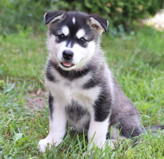 Healthy Alaskan Malamute Puppies Image eClassifieds4u
