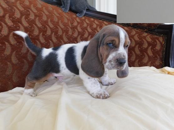 Healthy Basset Hound Puppies Image eClassifieds4u