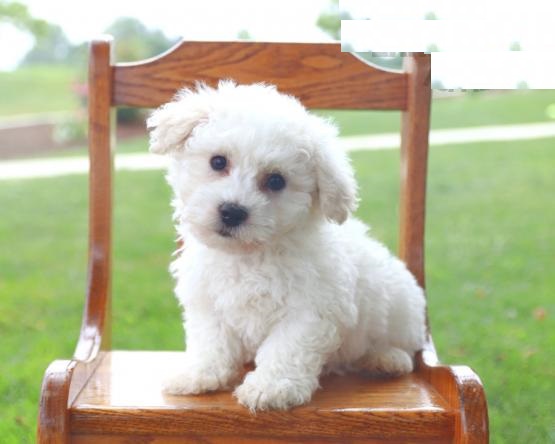 Healthy Bichon Frise Puppies Image eClassifieds4u