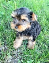 Adorable teacup Yorkies Image eClassifieds4u 2