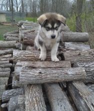 Alaskan Malamute Puppies Image eClassifieds4U