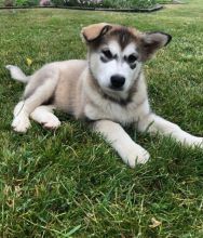 Alaskan Malamute Puppies For Adoption Image eClassifieds4U