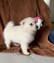 American Eskimo Puppies Image eClassifieds4U