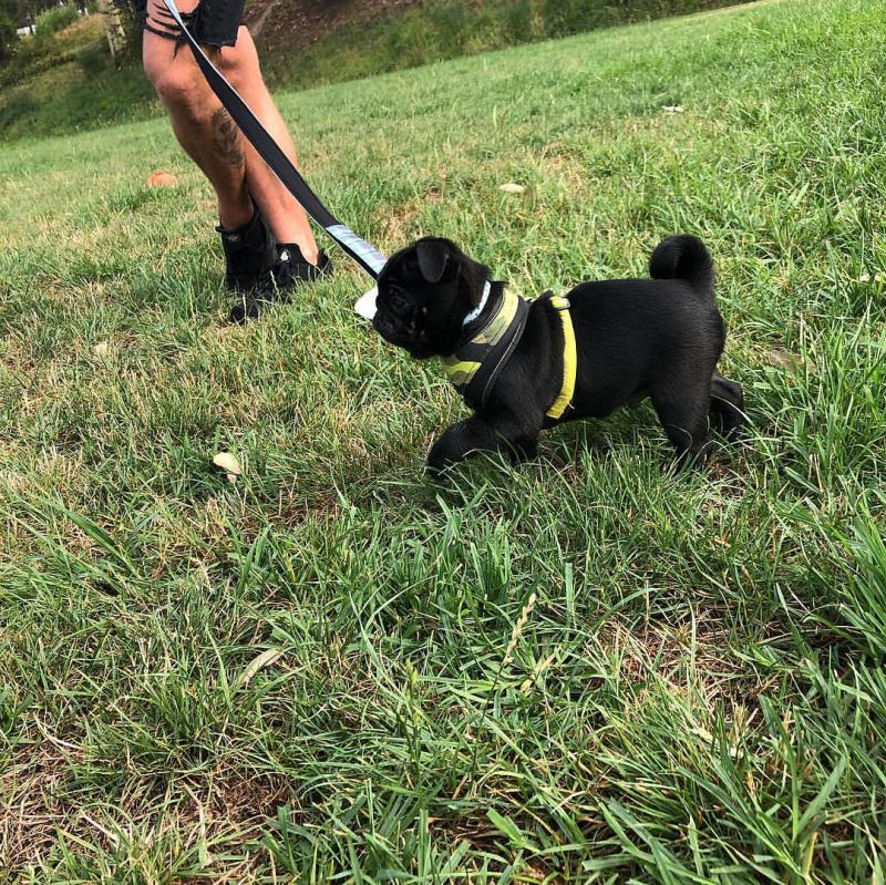 Amazing ckc Pug Puppies Available Image eClassifieds4u