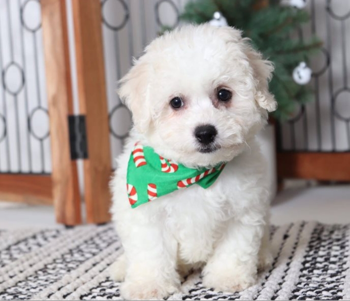 Astounding Ckc Bichon Frise Puppies Available Image eClassifieds4u
