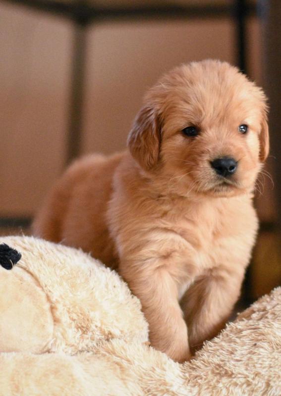 !!!!Two Adorable Golden retriever puppies looking for a new home!!!! Image eClassifieds4u