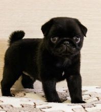 Amazing ckc Pug Puppies Available