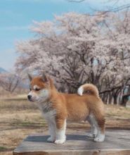 Astonishing Ckc Shiba Inu Puppies Available