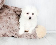 Astounding Ckc Bichon Frise Puppies Available