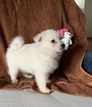 American Eskimo Puppies