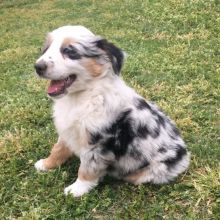 Australian Shepherd Puppies Available