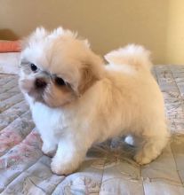 Beautiful Bright Shih tzu Puppies ✔✔available( lindsayurbin@gmail.com)