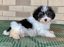 Beautiful Havanese puppies.