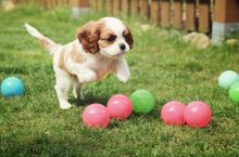 Cavalier King Charles Spaniel Puppies for adoption