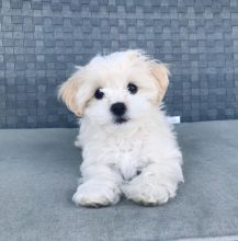 Cute Maltese Puppy for adoption Email us ( dylanmilton225@gmail.com )