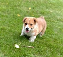 Great Corgi puppies available.