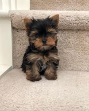 Healthy Yorkie Puppies Available❤️ ❤️ Delivery Possible ✔✔