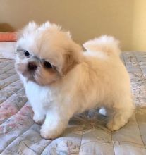 Lovely Shih tzu Puppies available For rehoming! now.[lindsayurbin@gmail.com]