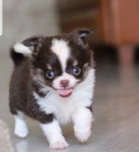 Remarkable Ckc ?? Diamond glory kennel Puppies ??