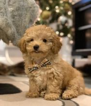 Sweet Male And Female Toy poodle puppies For Free Adoption. [ kurtmorgan51691@gmail.com]