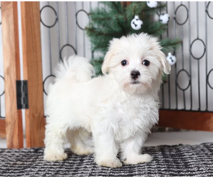 Amazing Teacup Maltese Puppies Image eClassifieds4u