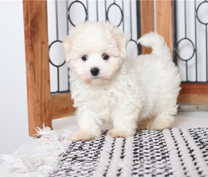 Amazing Teacup Maltese Puppies Image eClassifieds4u