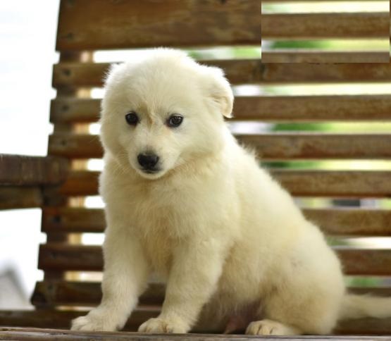 American Eskimo Puppies For Adoption Image eClassifieds4u