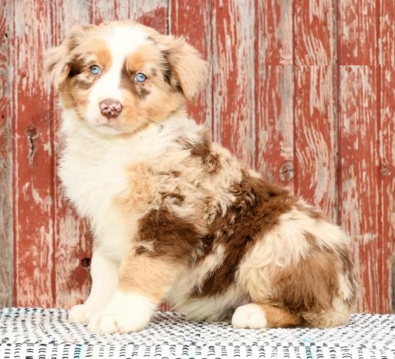 Australian Shepherd Puppies Image eClassifieds4u