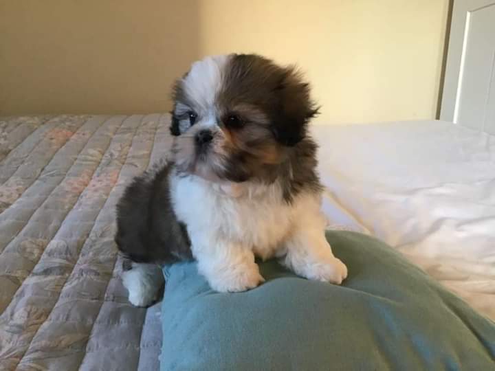 Beautiful Shih Tzu Puppies available for a new home.[lindsayurbin@gmail.com] Image eClassifieds4u