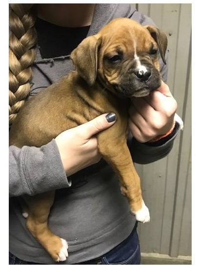 Boxer Puppies For A Wonderful Home.11 Weeks Old/ Image eClassifieds4u