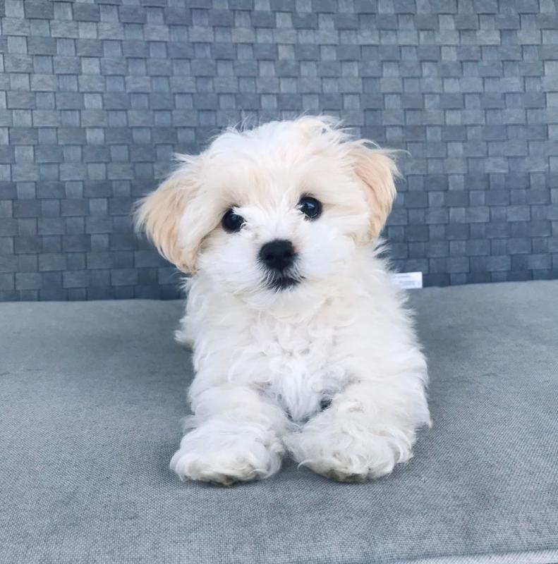 Cute Maltese Puppy for adoption Email us ( dylanmilton225@gmail.com ) Image eClassifieds4u