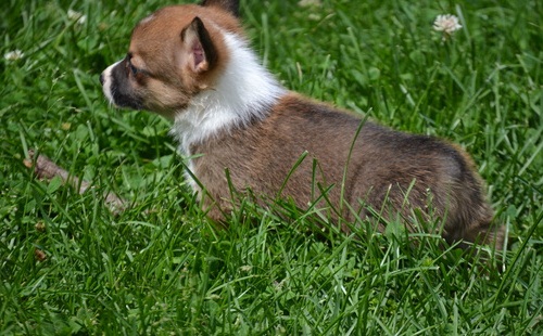 Great Corgi puppies available. Image eClassifieds4u