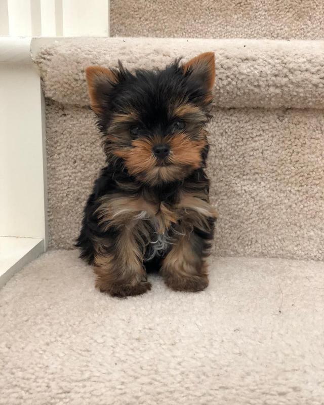 Healthy Yorkie Puppies Available❤️ ❤️ Delivery Possible ✔✔ Image eClassifieds4u