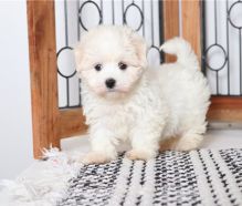 Amazing Teacup Maltese Puppies Image eClassifieds4u 2