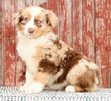 Australian Shepherd Puppies Image eClassifieds4U